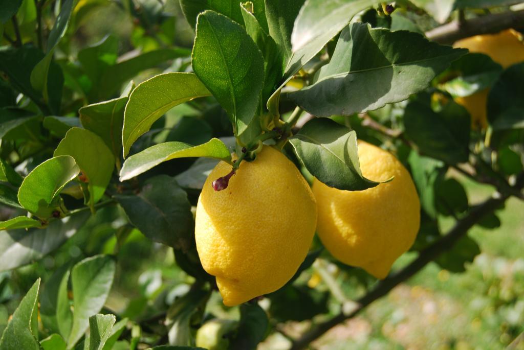 Finca Son Vivot エクステリア 写真